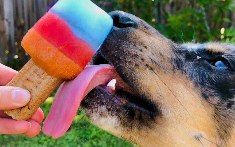 Black and tan dog enjoys puppy paletas in San Antonio