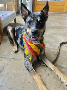 Luka wearing a locally-made dog bandana