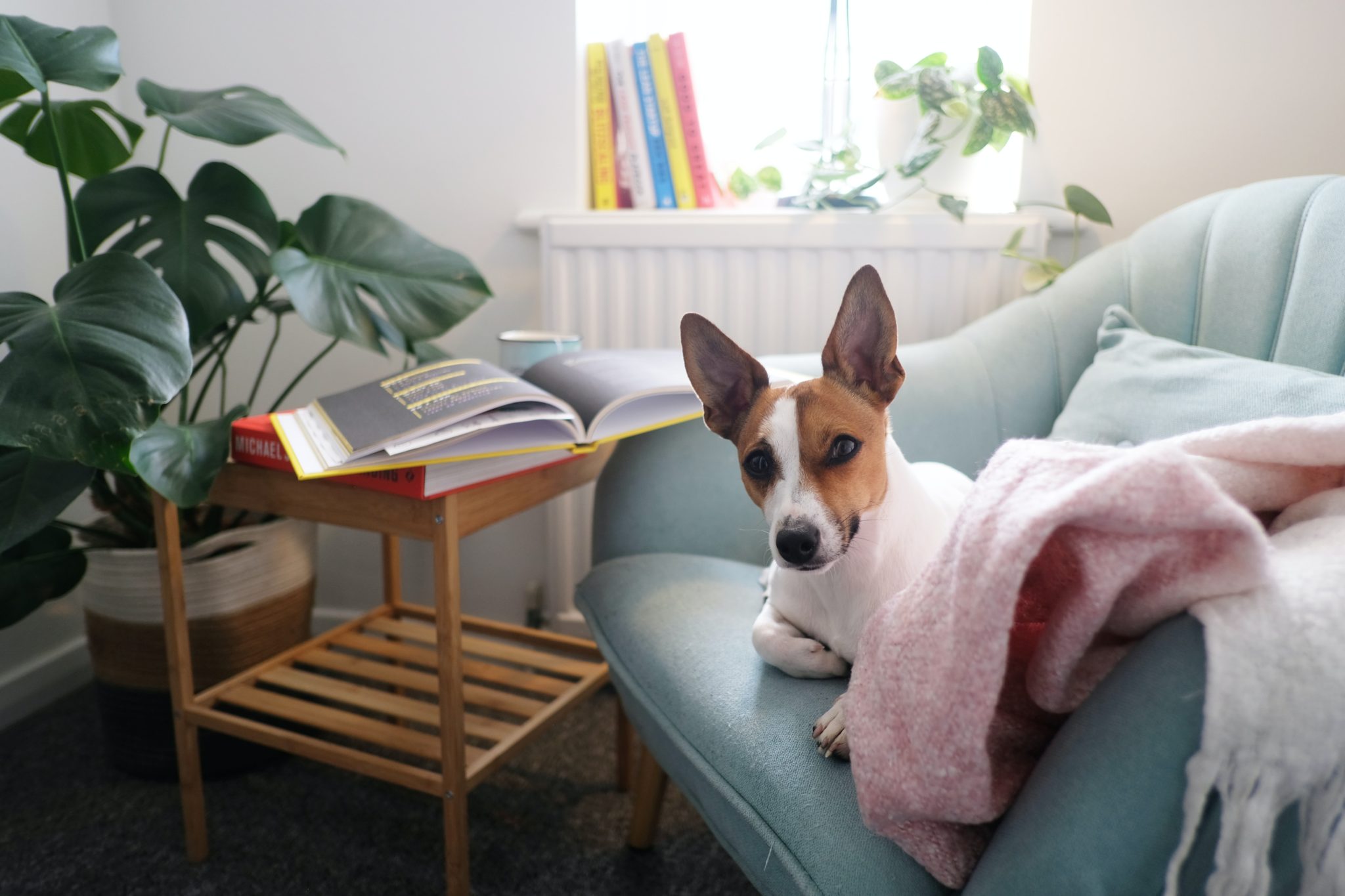 Jack Russell Terrier lounges on sofa in organized house