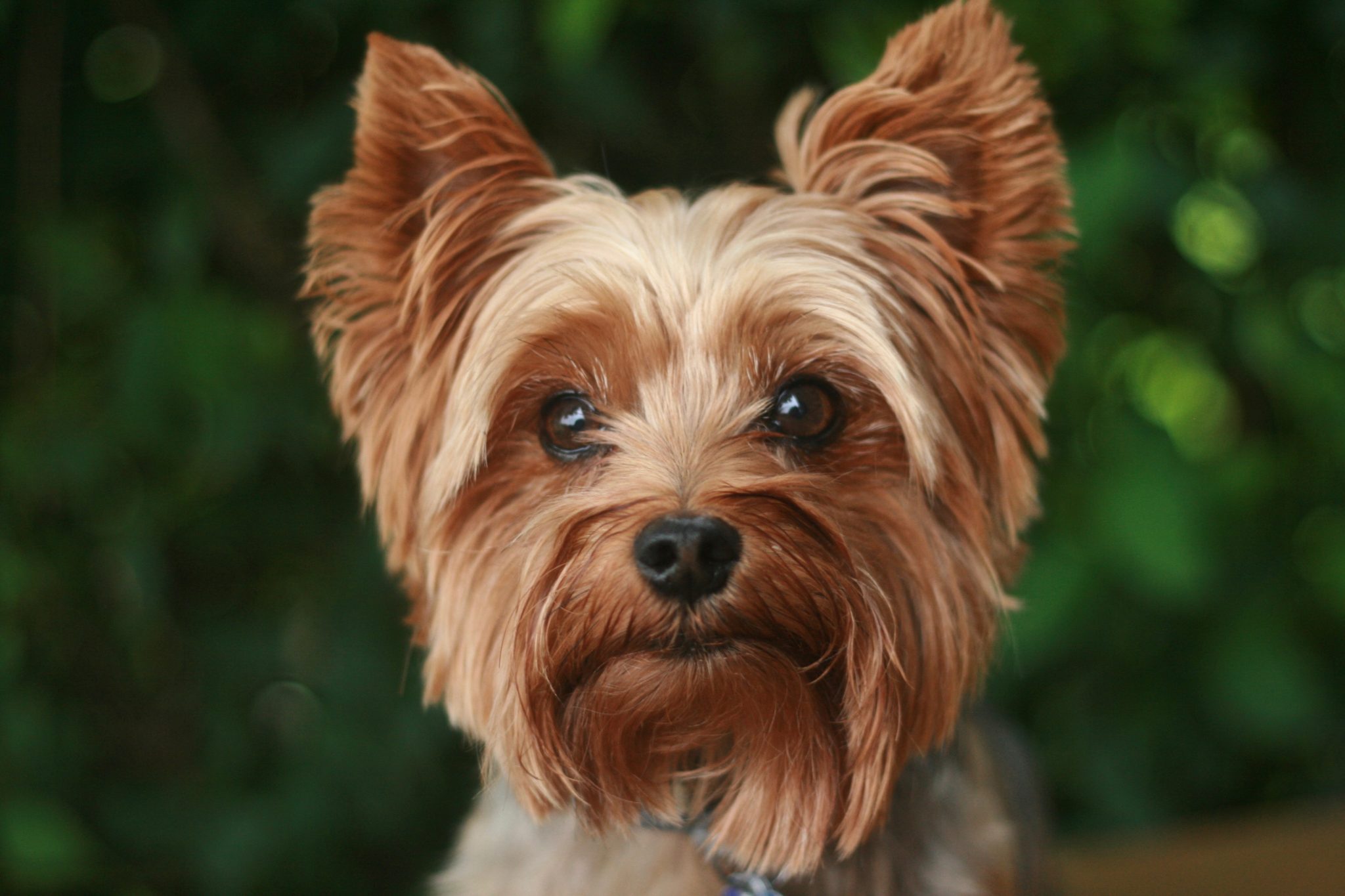 A Yorkie dog is compatible with the zodiac sign Libra