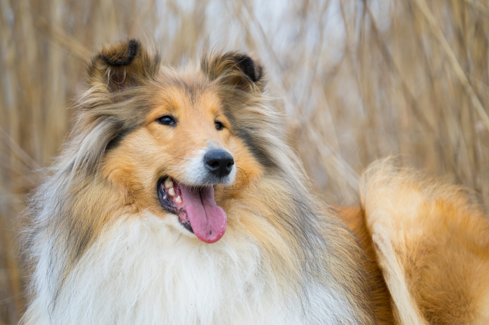 Photo of collie panting. Collies are a good match for the zodiac sign, Sagittarius.