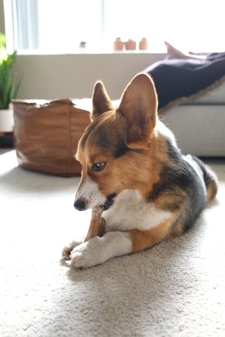 Corgi dog laying on the floor and chewing on a bone