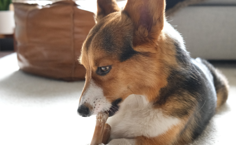 Corgi dog laying on the floor and chewing on a bone