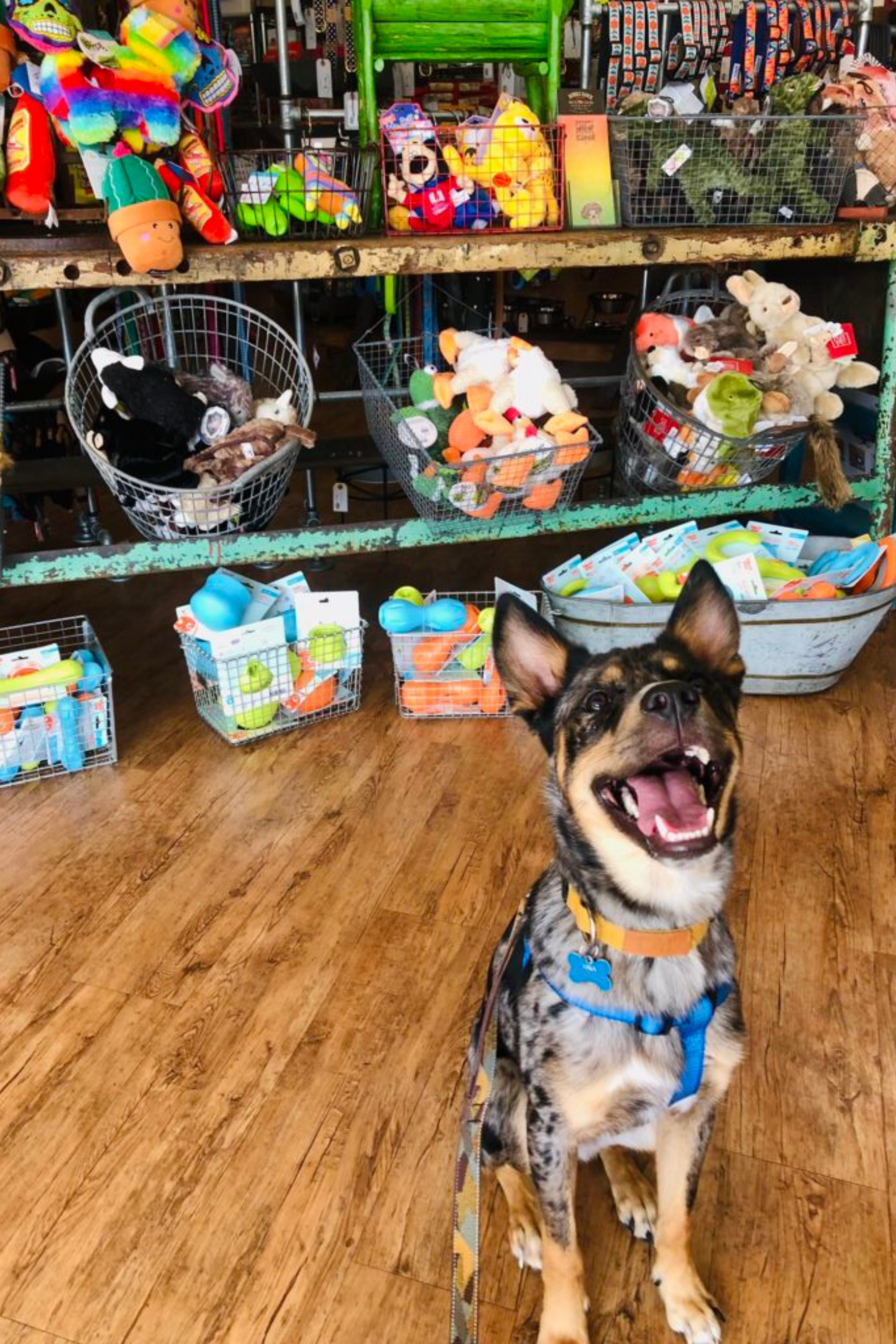 Luca enjoying shopping in San Antonio dog store