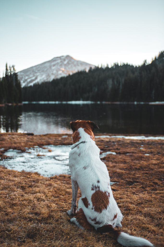 Brown and white dog looks at mountain in the distance