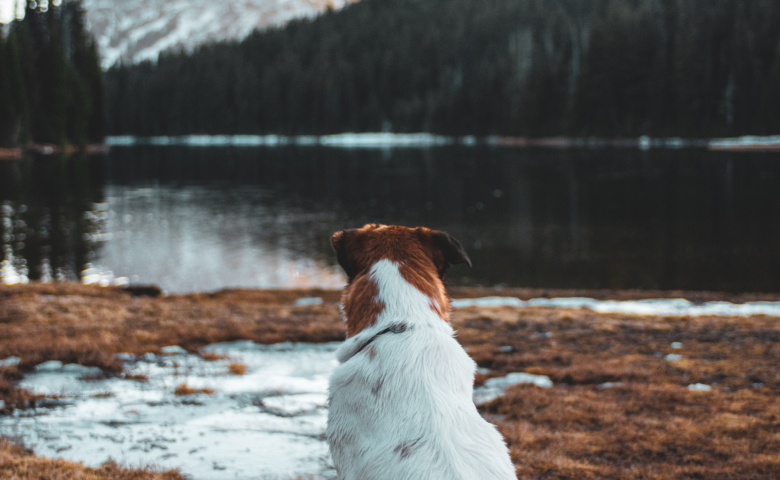 Brown and white dog looks at mountain in the distance