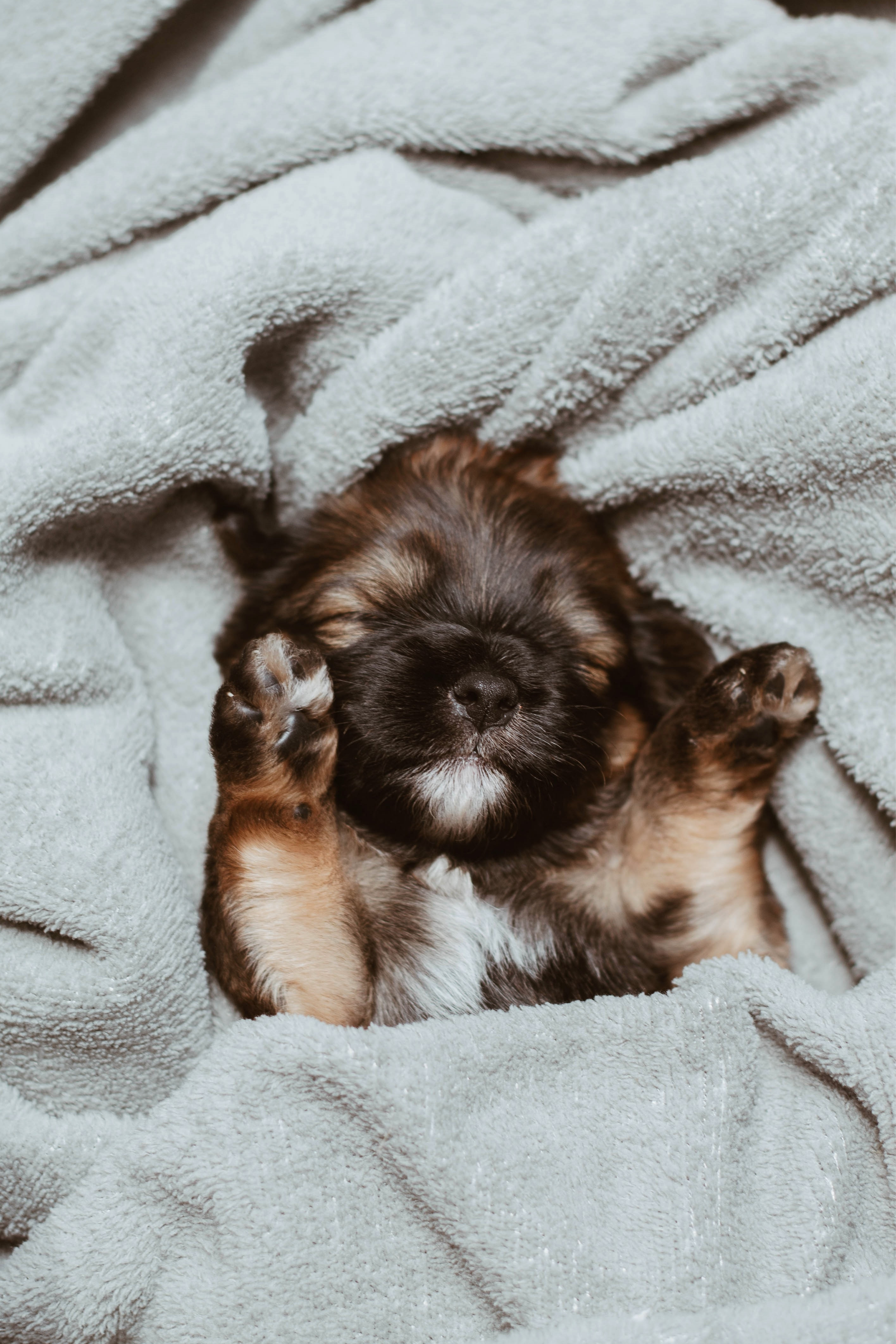 Little brown puppy sleeping in blankets in puppy proofed home