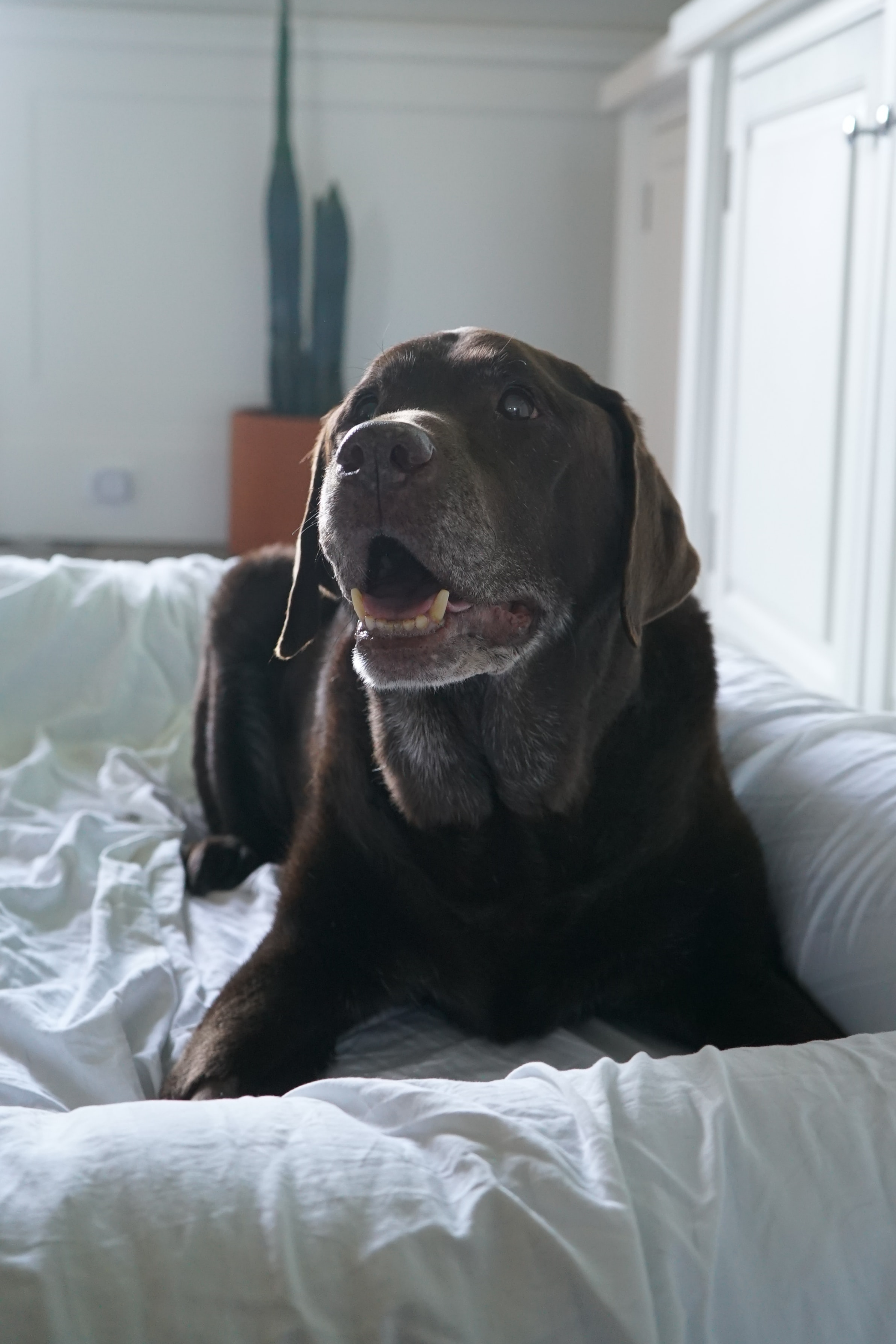 Older chocolate lab with joint pain rests on a bed