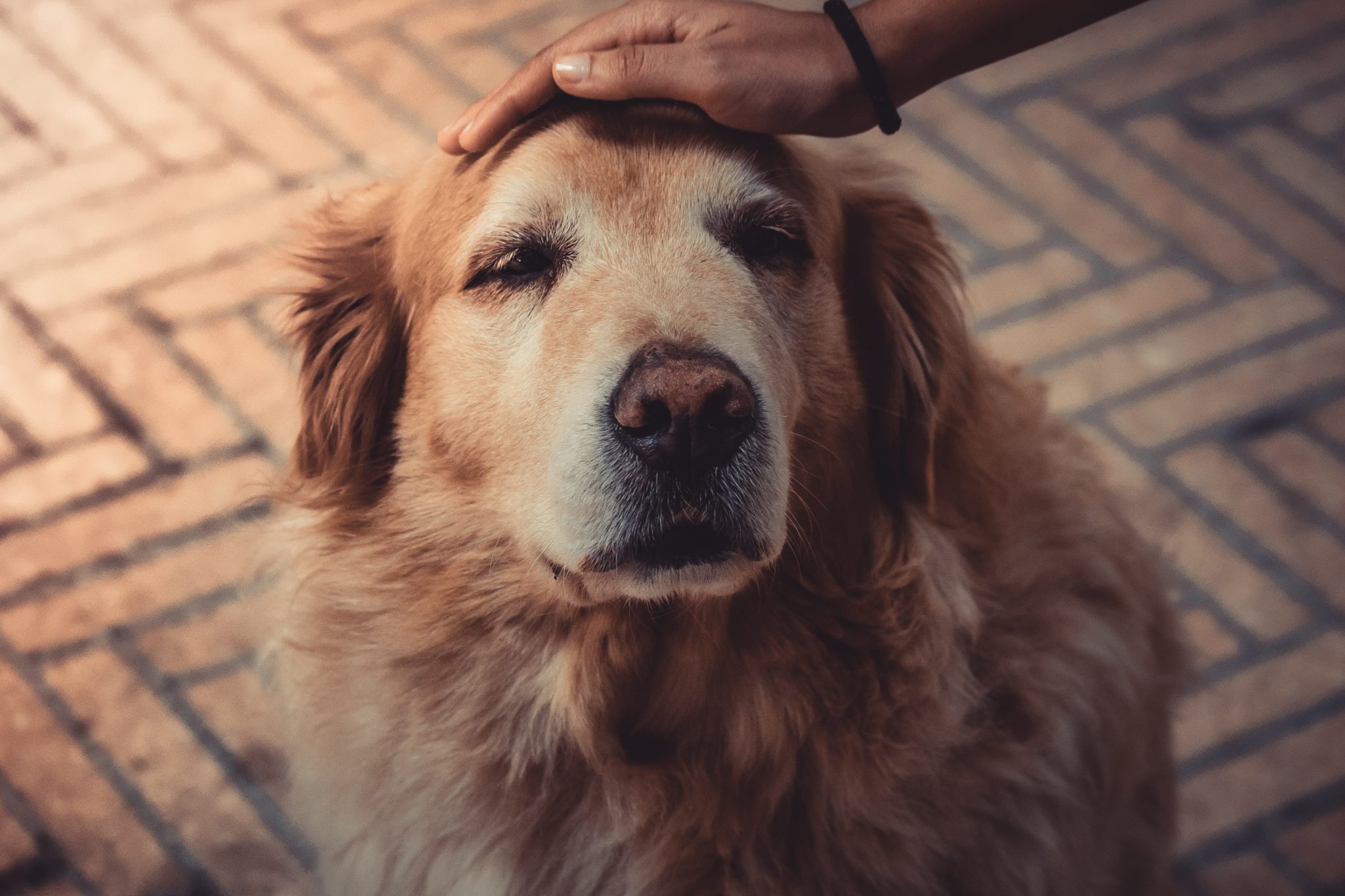 An old golden retriever with owner's loving hand on his head