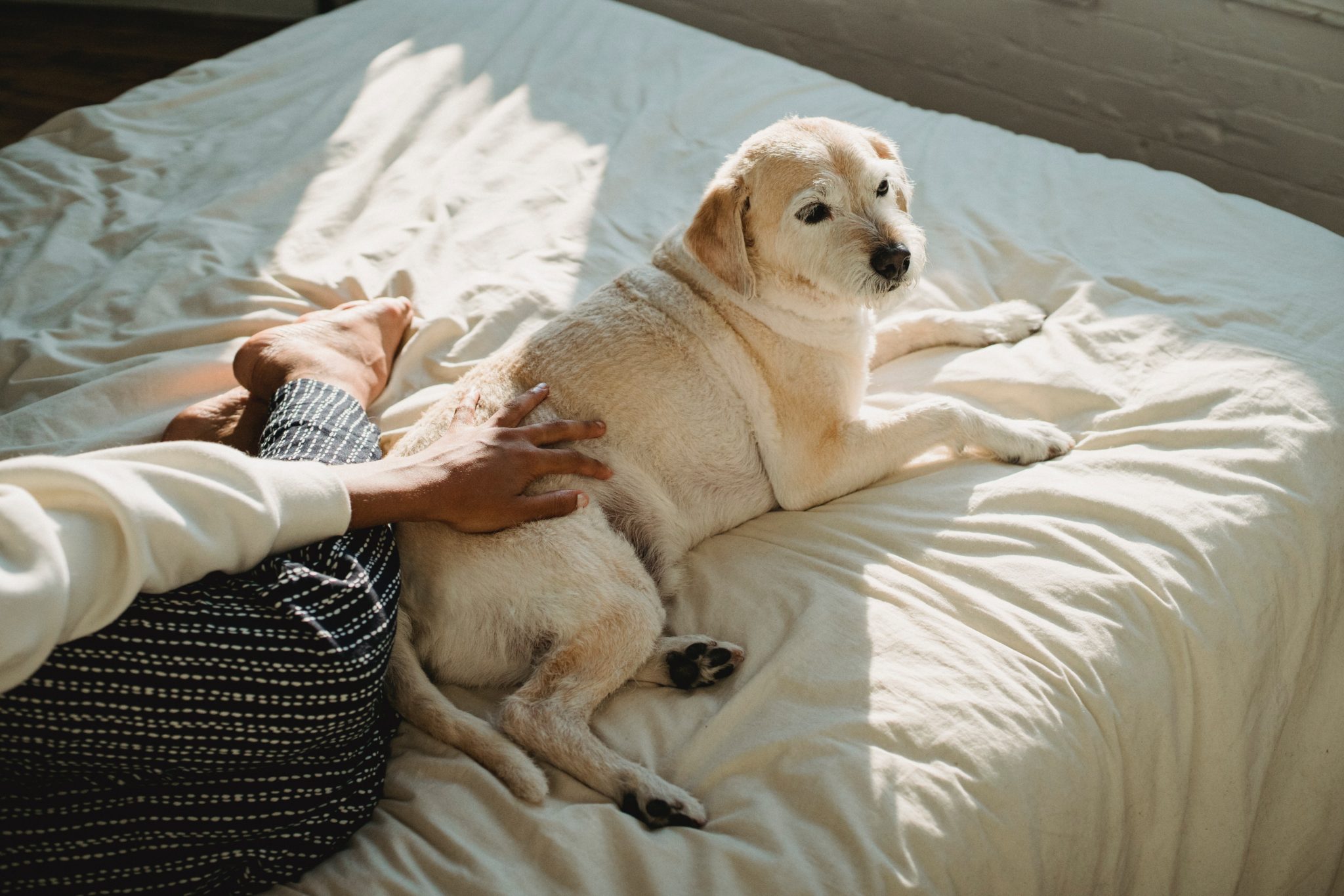 Older dog with joint pain enjoys massage on bed