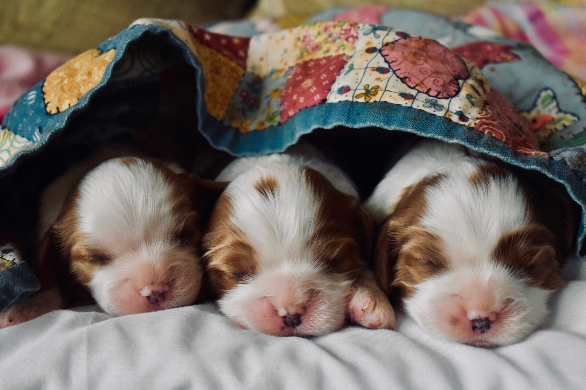 three puppies sleeping under a blanket in their puppy proofed home