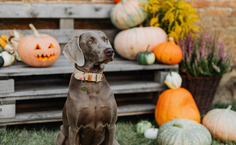 Weimaraner sitting among pumpkins at a San Antonio pumpkin patch