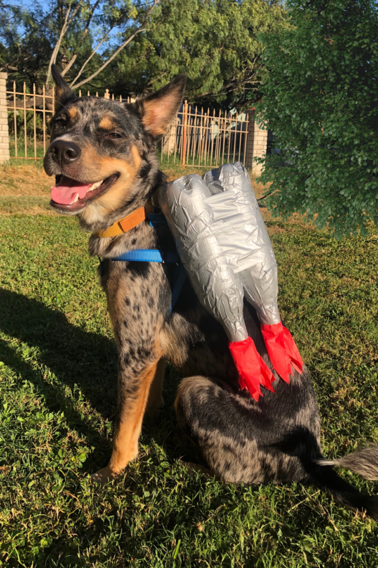 Dog wearing DIY jetpack Halloween costume