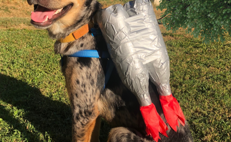 Dog wearing DIY jetpack Halloween costume