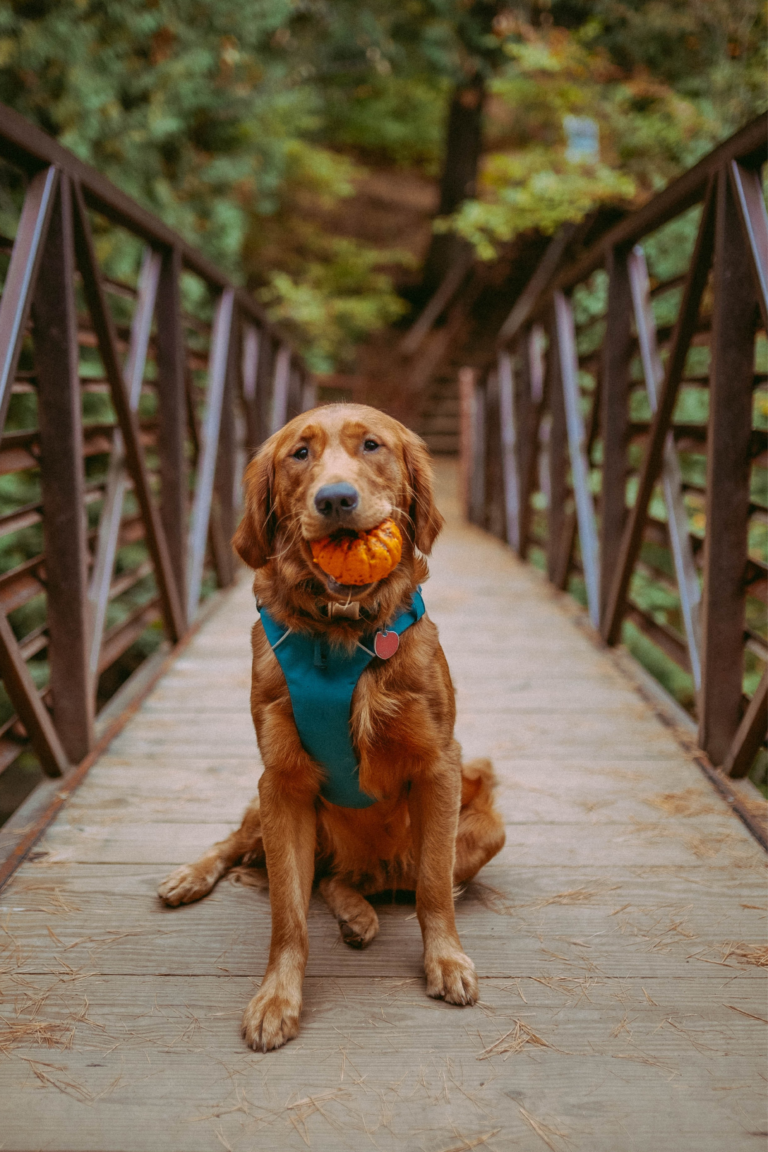 Golden retriever sits on a bridge with a pumpkin in his mouth.