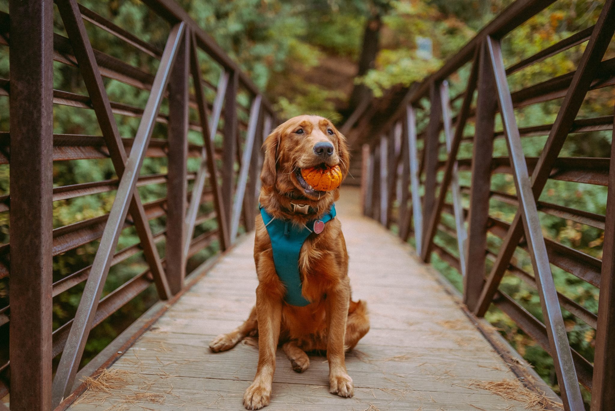 Golden retriever sitting on bridge with a pumpkin in his mouth