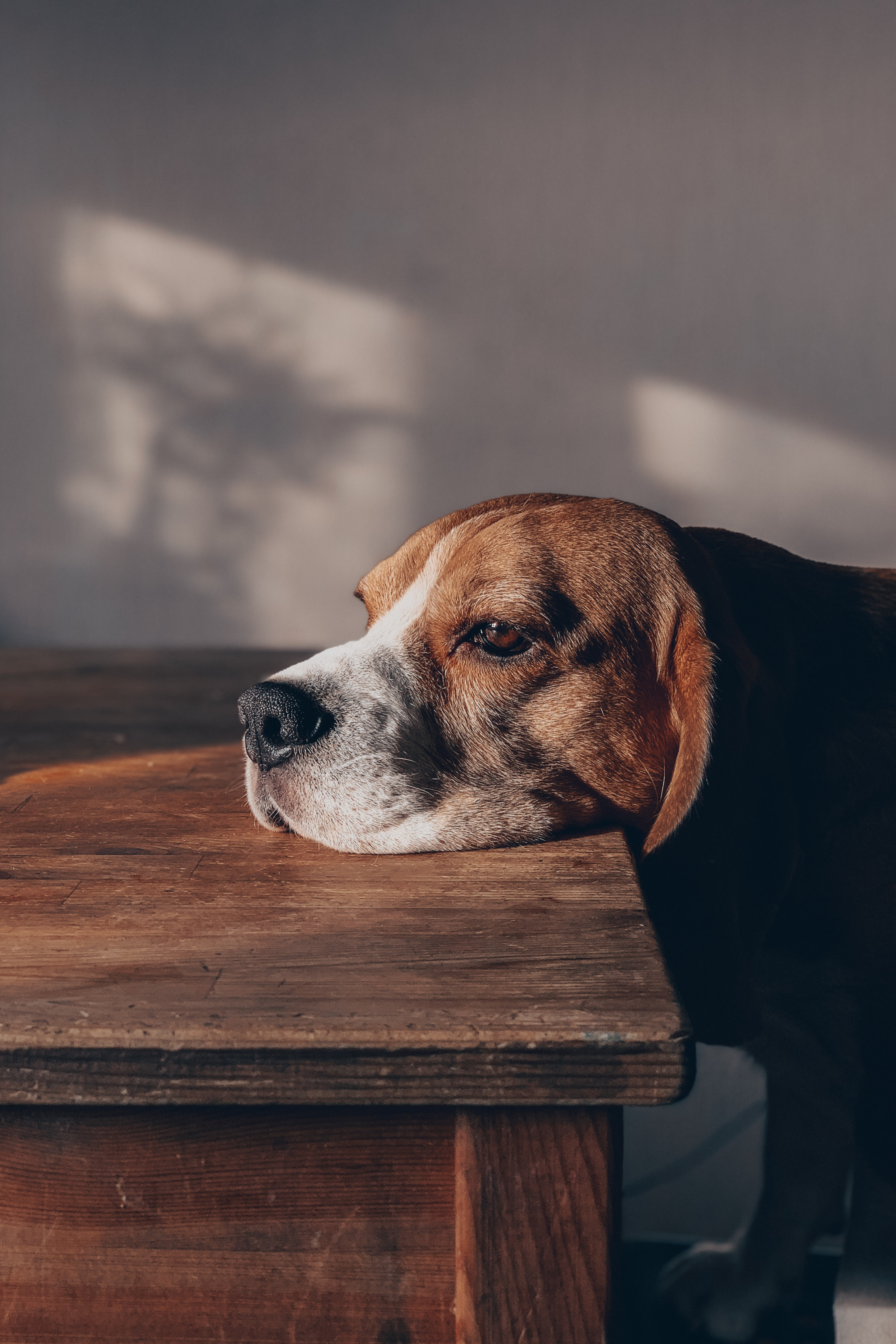 Sad beagle rests head on table and grieves the loss of a pet