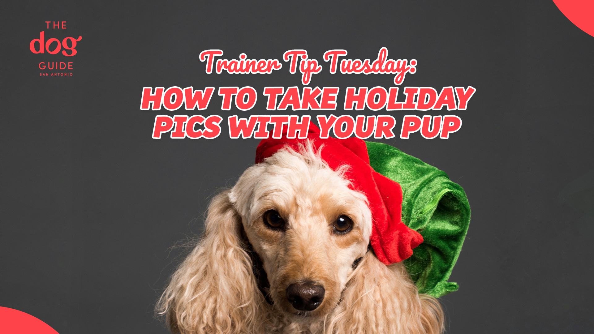 dog in elf hat with text that reads: trainer tip tuesday: how to take holiday pics with your pup