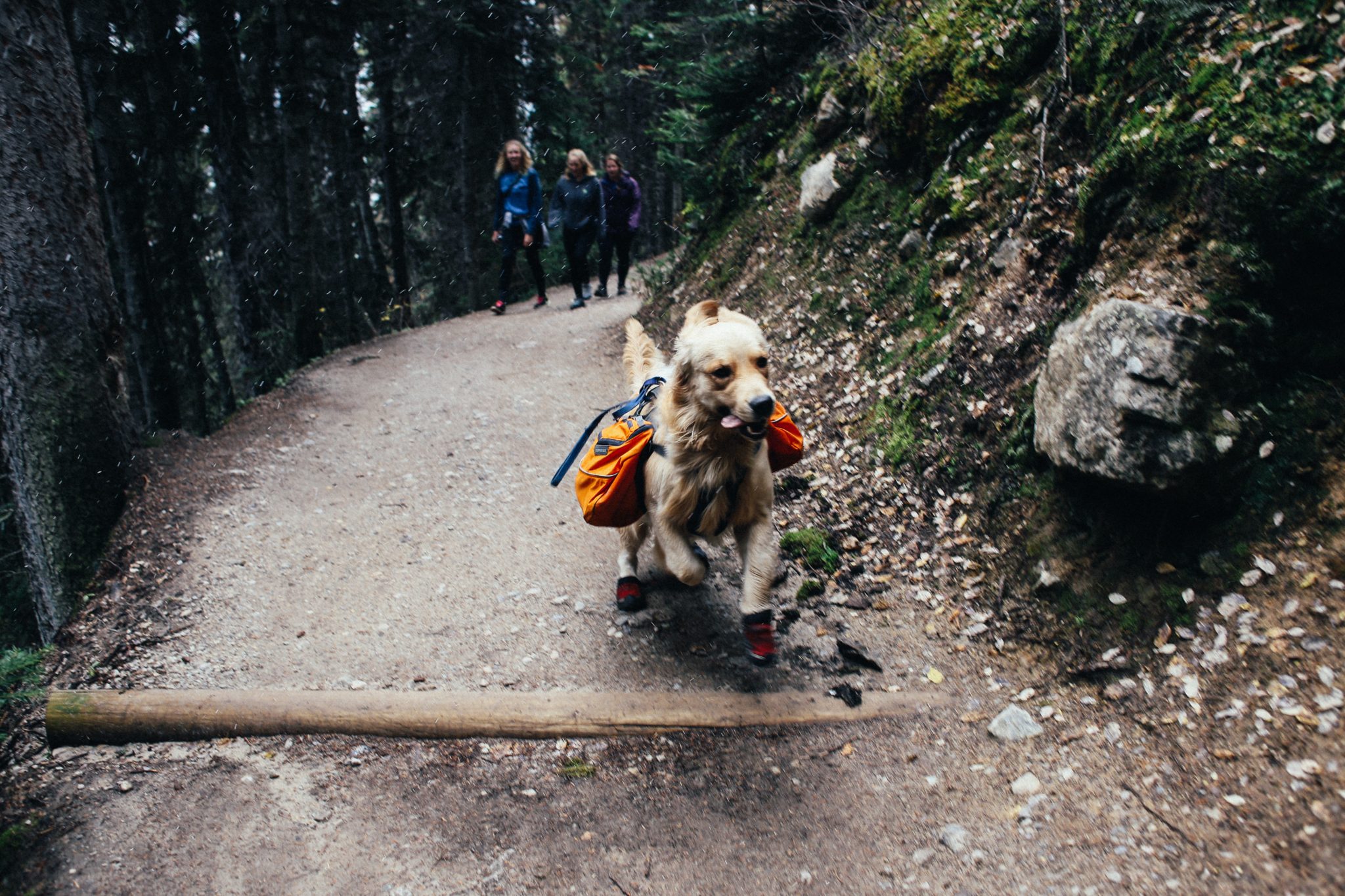 Dog wearing backpack and boots goes on a hike in San Antonio