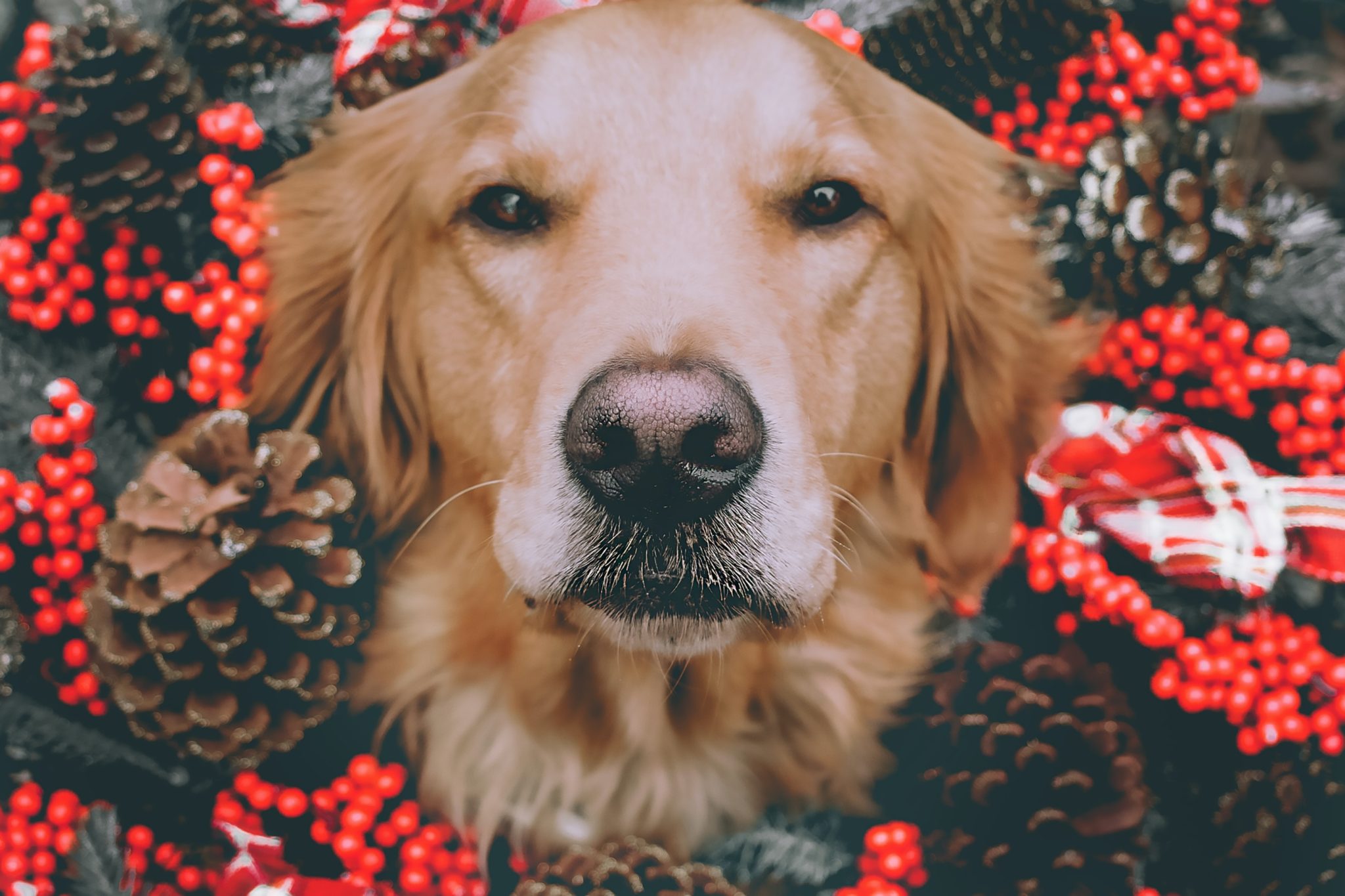 golden retriever sticks head through a Christmas wreath