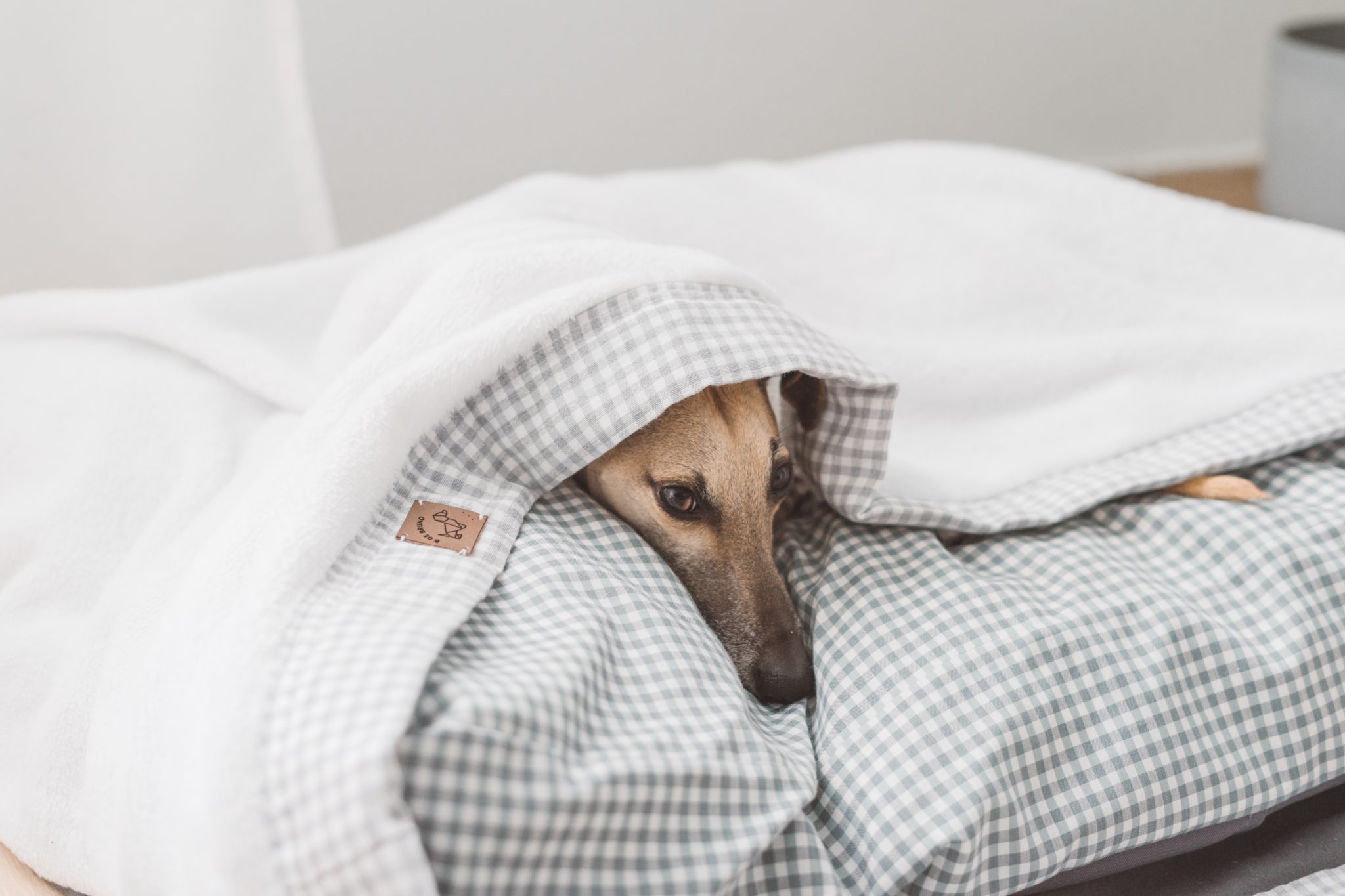 A greyhound who is frightened of fireworks hides under the covers