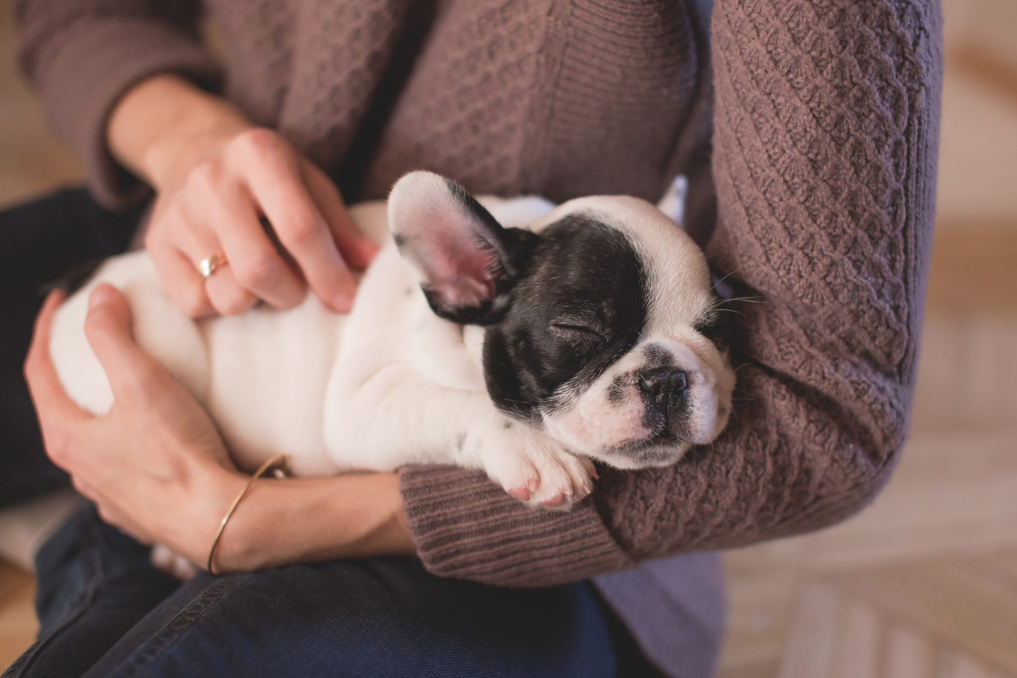 Boston terrier puppy sleeping in the arms of a person in a brown sweater