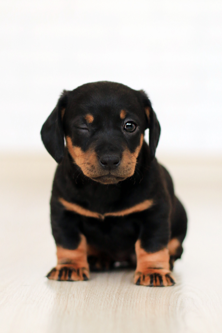 Black and tan puppy winking. Are you ready for a new pet?