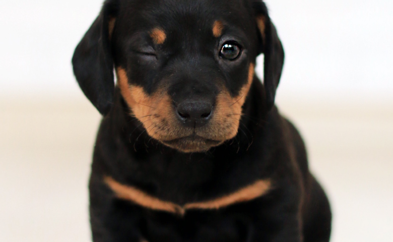 Black and tan puppy winking. Are you ready for a new pet?