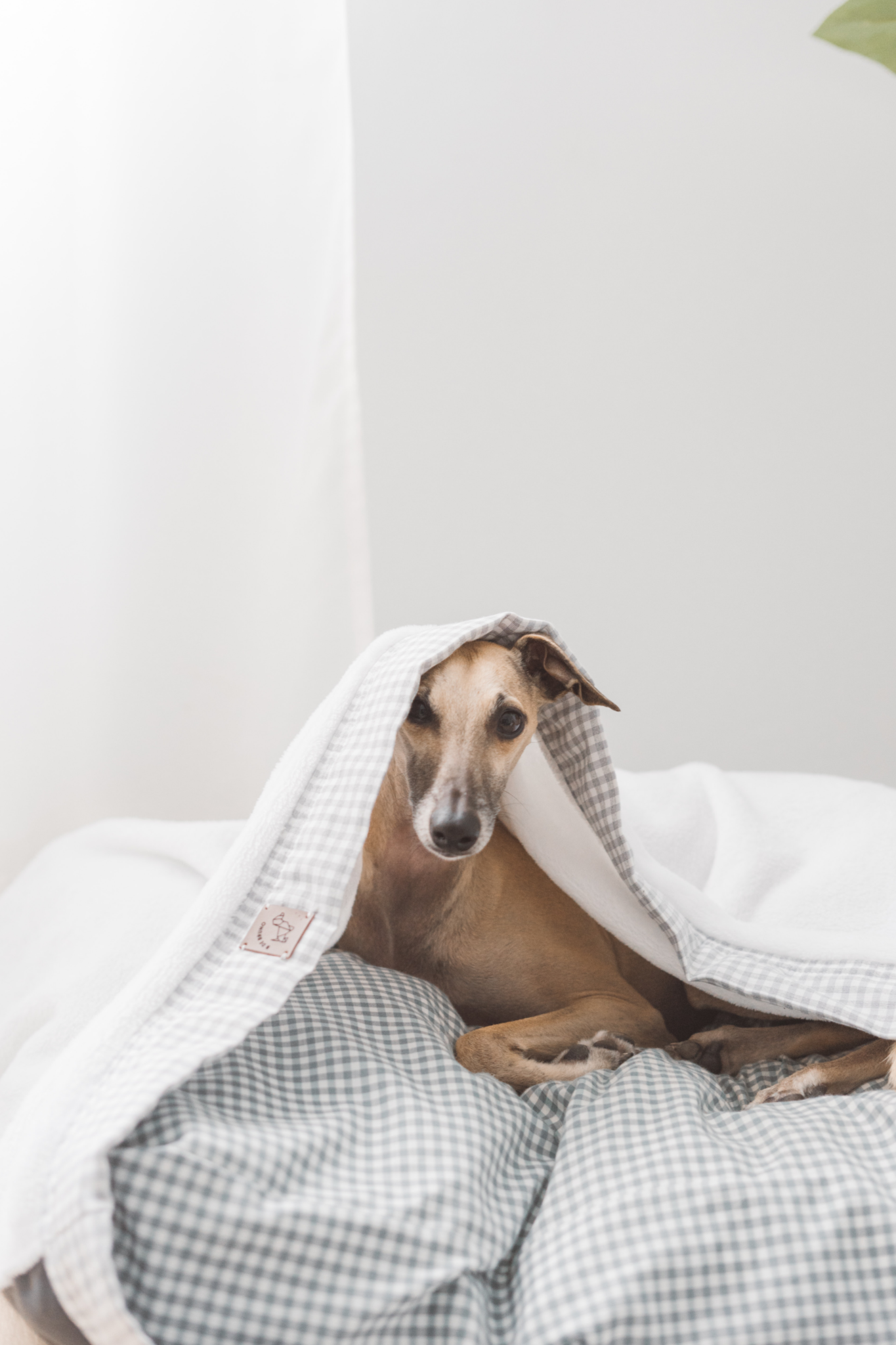 A firework frightened greyhound hides under the covers