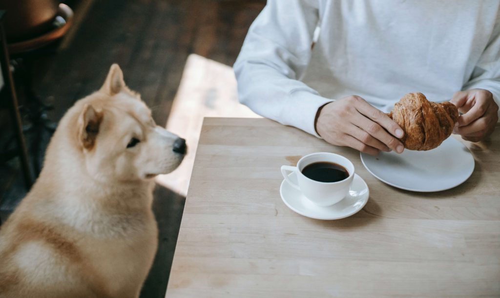 dog sitting next to table and man holding croissant next to cup of coffee on the table