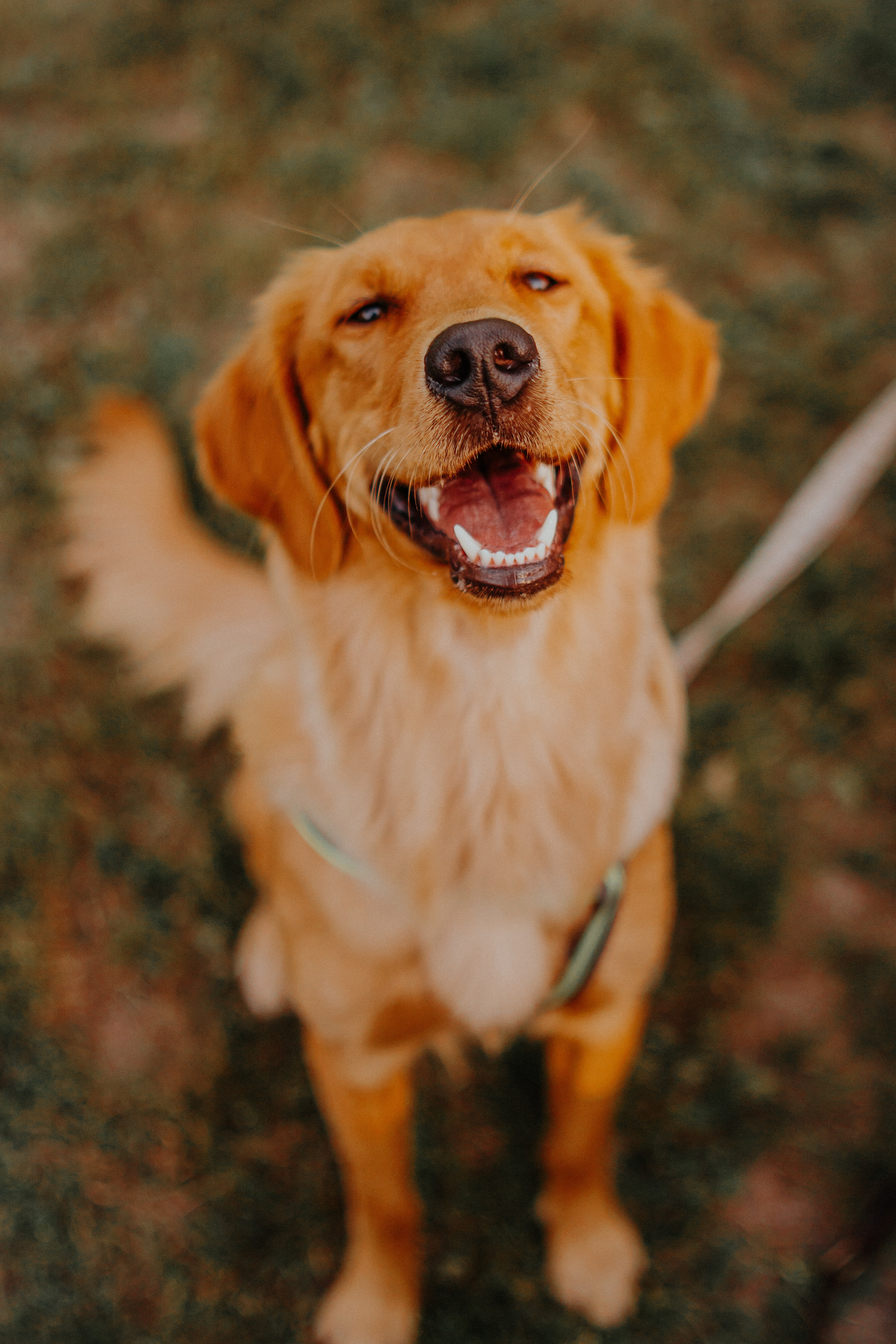 Golden retriever smiling and laughing