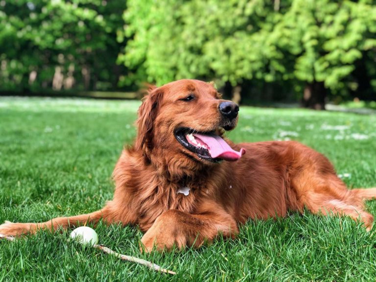 dog park 1 13 768x576