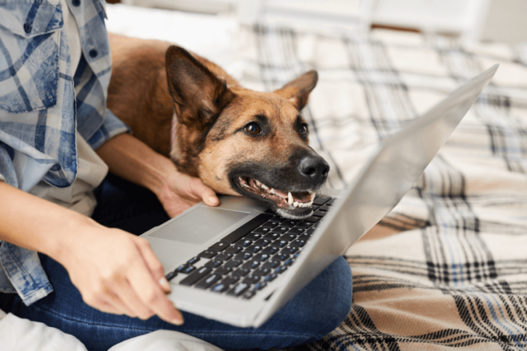 german-shepherd-dog-looking-at-laptop (1)
