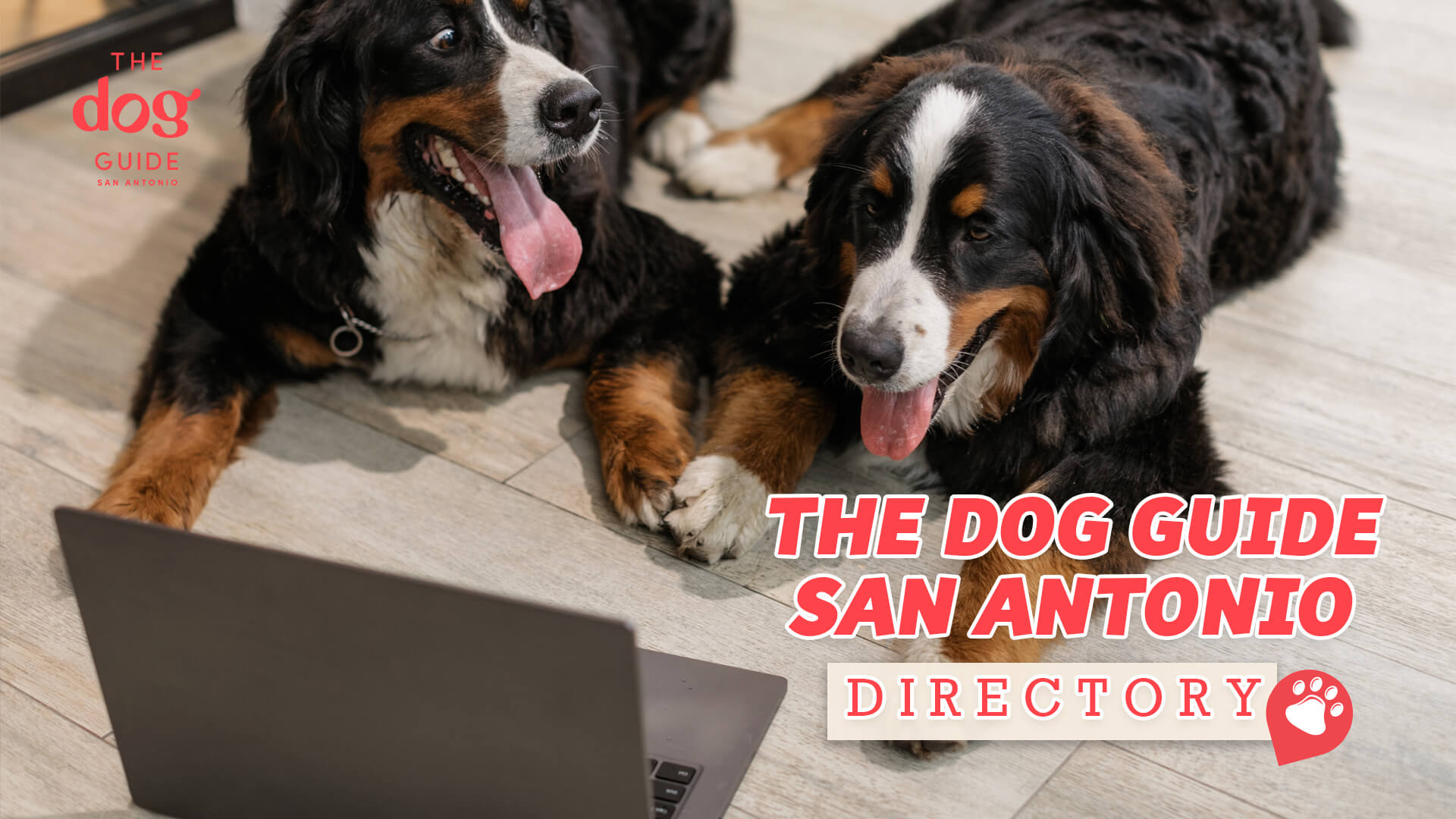 dogs looking at laptop, text reads "the dog guide san antonio directory"