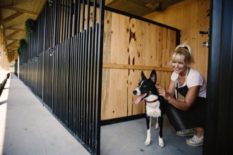 the dog guide san antonio dog daycare 7 768x512