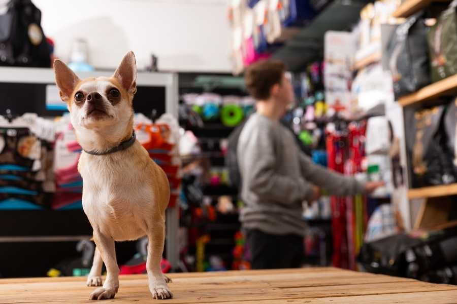 Fifi and Fidos Pet Boutique The Dog Guide San Antonio