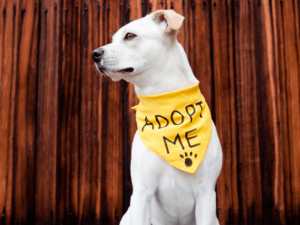 Dog-Friendly Places in San Antonio - The Dog Guide San Antonio