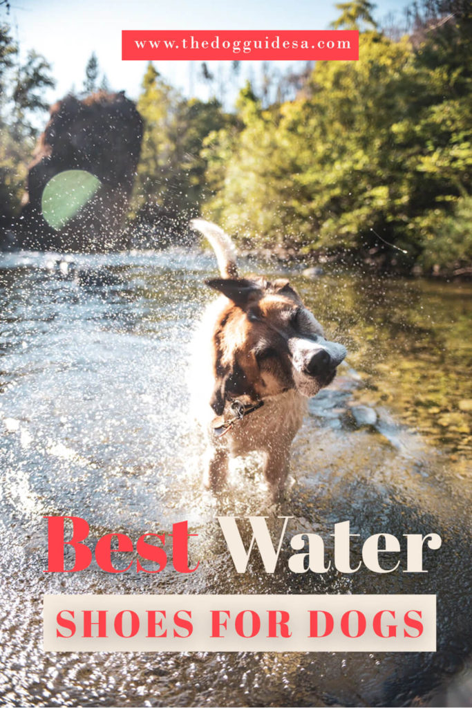 dog standing in river and shaking with water droplets going everywhere, text reads "best water shoes for dogs"
