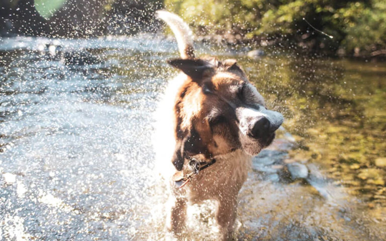 dog standing in river and shaking with water droplets going everywhere, text reads "best water shoes for dogs"