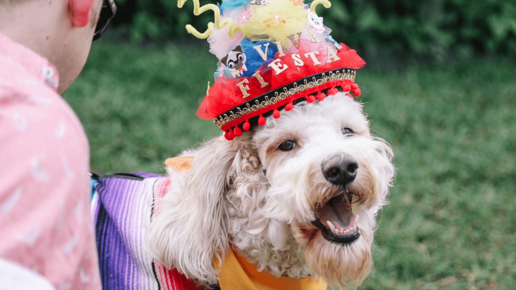 dog-friendly-guide-to-fiesta-2023-the-dog-guide-san-antonio