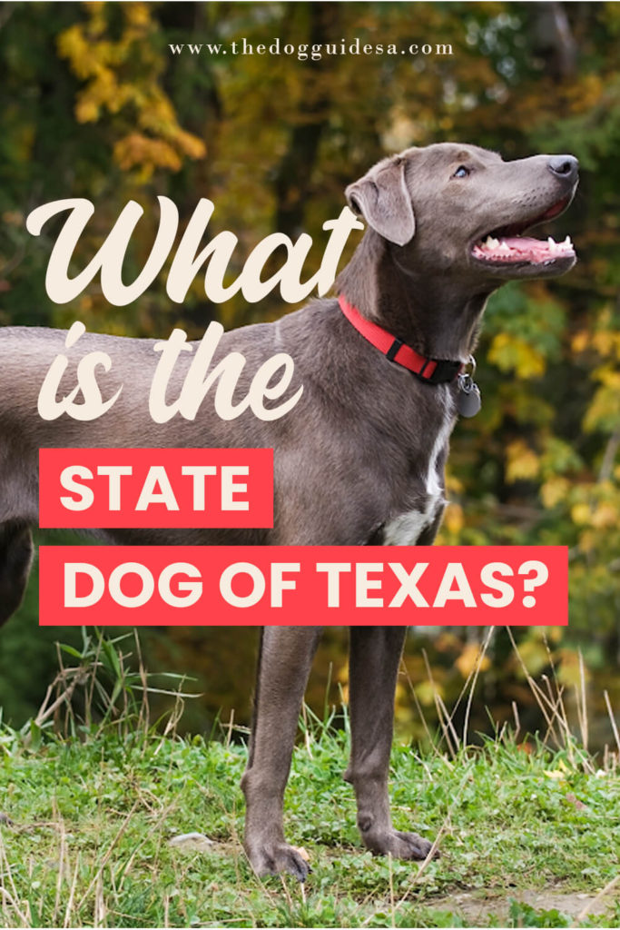 blue lacy dog standing on grass and looking up, text reads "what is the state dog of texas?"