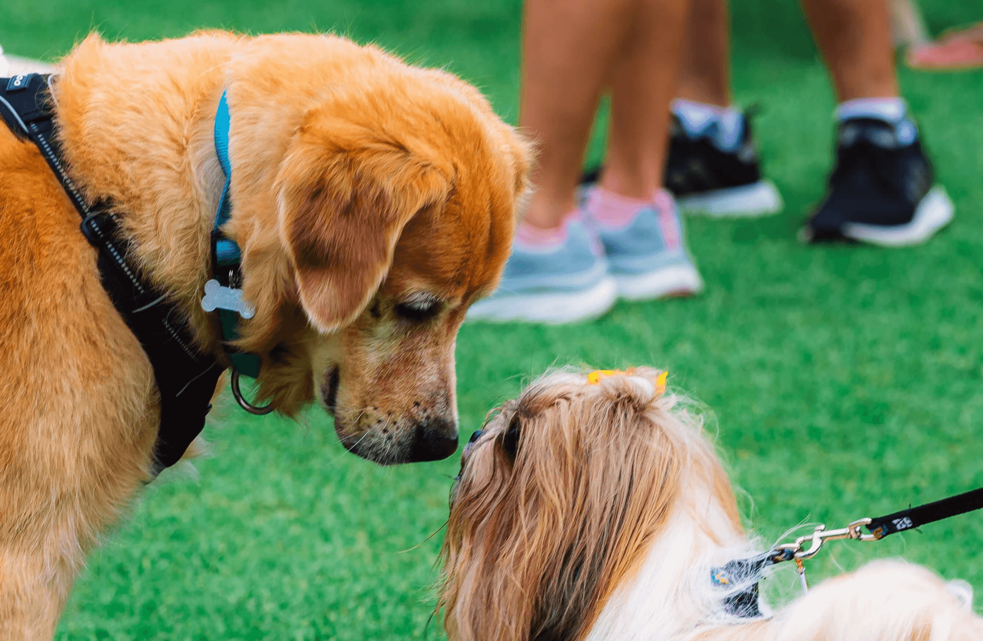 Top 5 Dog Meetup Groups in San Antonio - The Dog Guide San Antonio