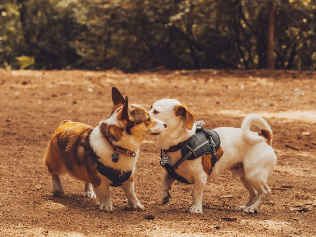 two small dogs playing with each other at dog park with no grass