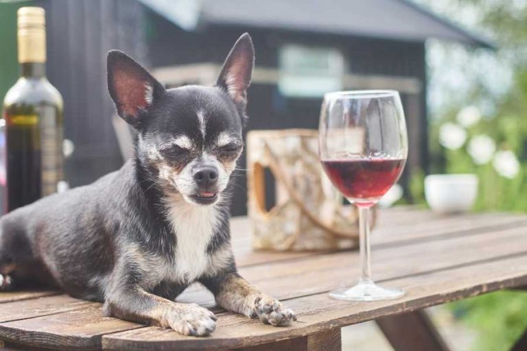 the dog guide san antonio bar 1 768x512