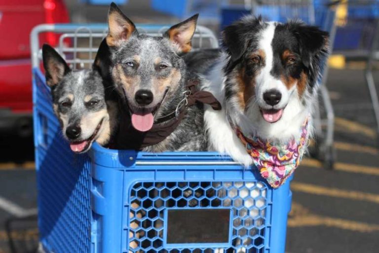 the dog guide san antonio dog store 1 768x512