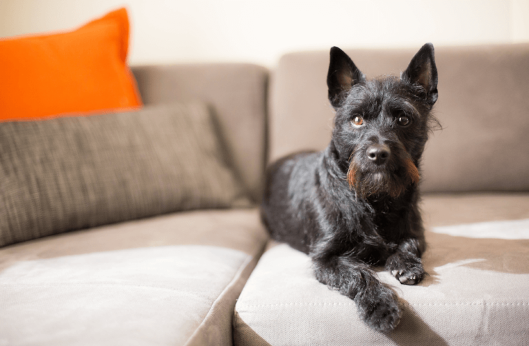 dog friendly apartments in san antonio 1 6 768x502