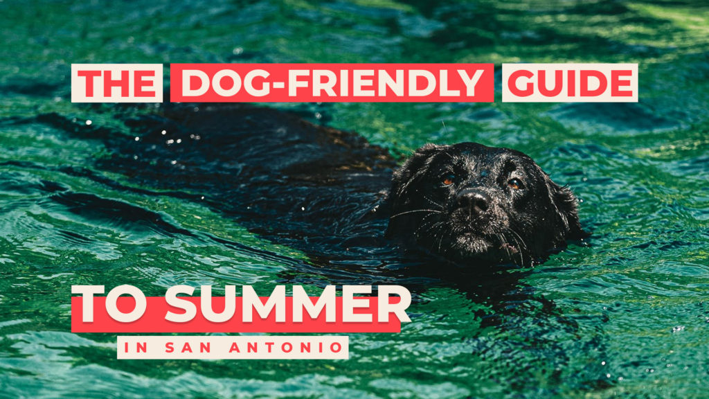 black dog swimming in water, text overlay reads "the dog-friendly guide to summer in san antonio" in red and cream letters