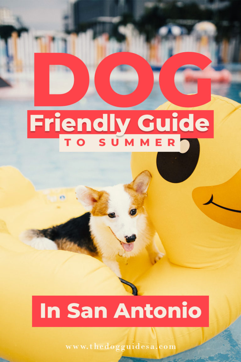 corgi sitting on large rubber duck pool floatie in pool, text overlay reads 'dog friendly guide to summer in san antonio"