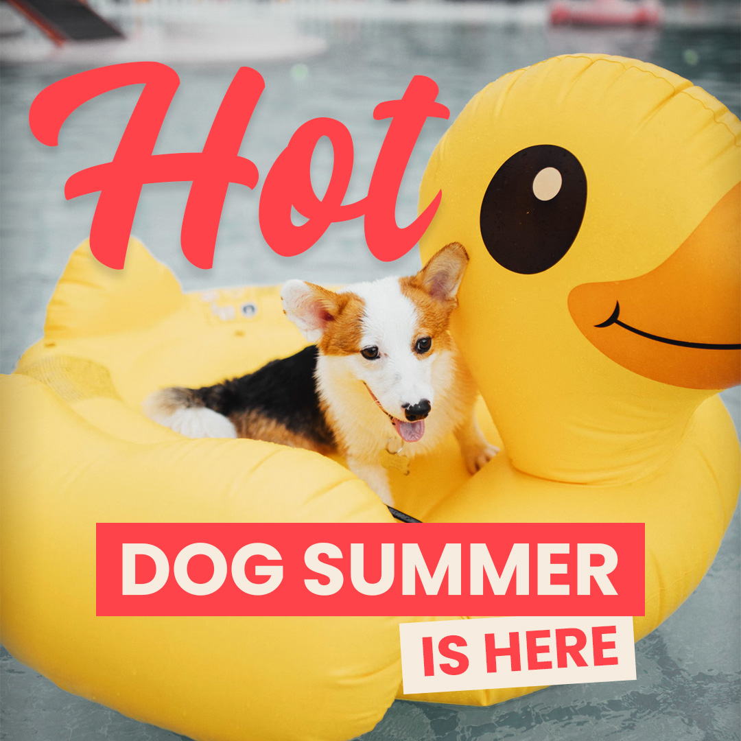 5 Places To Take Your Dog Swimming In and Around San Antonio The Dog