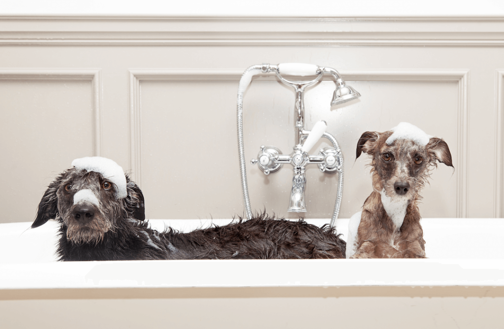 two wet dogs with soap suds on their heads peeking out from bathtub